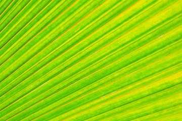 Obraz premium Beautiful yellow green leaf as background