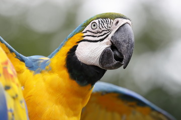 macaw parrot