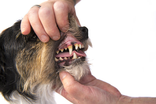 Dental control  - Jack Russell Terrier