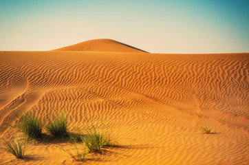 Fototapeta na wymiar Grass in sand dunes