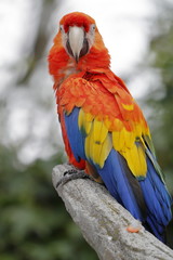 Naklejka na ściany i meble macaw parrot