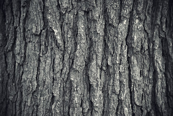 Texture of tree trunk