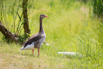 Graugans (Anser anser) Wildgans am Ufer des eines Teiches