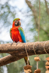 The red, Blue and yellow Macaw in Brazil
