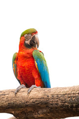 macaw parrots bird on white isolated background