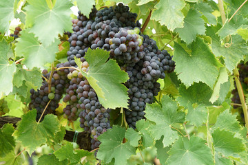 ripening grapes