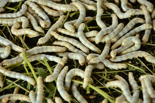 silkworms eating mulberry leaf closeup nature silk worms