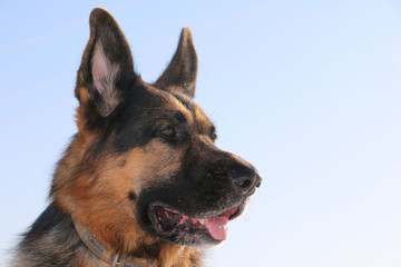 German shepherd dog on snow in winter day