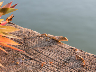 Residents of chameleon camouflage to survive in nature