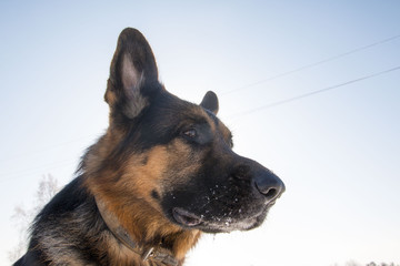 German shepherd dog on snow in winter day
