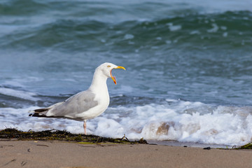 Seagull on the beach in Warnemuende near Rostock, Baltic Sea (Germany)