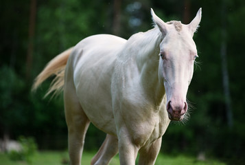creamello purebred young akhalteke stallion in freedom