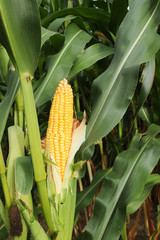 Gelber Mais Kolben frisch und lecker