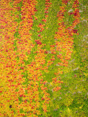Obraz na płótnie Canvas Schöne Hauswand mit bunten Herbstblättern