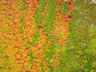 Schöne Hauswand mit bunten Herbstblättern