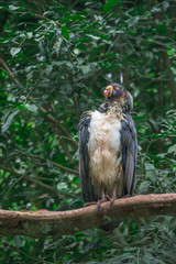 Striking South American King Vulture bird with orange beak