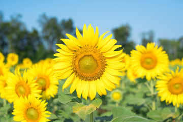 Fototapeta premium Blooming sunflower