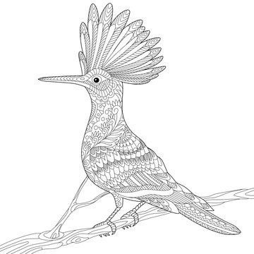 recommend clip art: Stylized hoopoe bird (Upupa epops) sitting on tree branch, isolated on white background. Freehand sketch for adult anti stress coloring book page with doodle and zentangle elements.