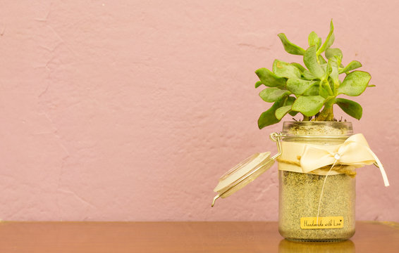 Plant pot in a gluss mug