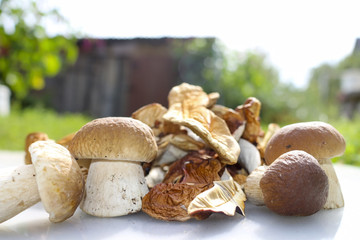 Fresh mushrooms and dried mushrooms on rustic background .Mushroom boletus. Cep boletus.