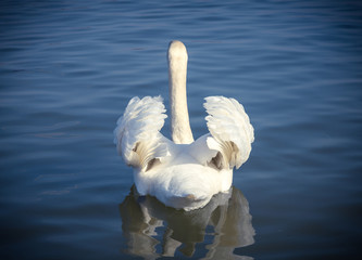 Beautiful swan