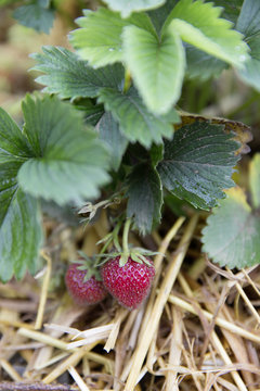 fresh bio strawberry mieze schindler