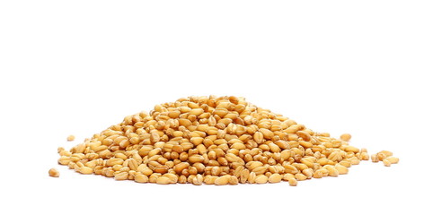 Wheat pile side view isolated on white background