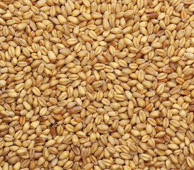 Wheat grain background
