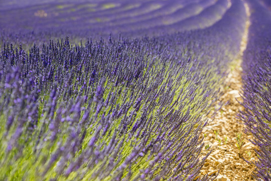 close up view to lavender