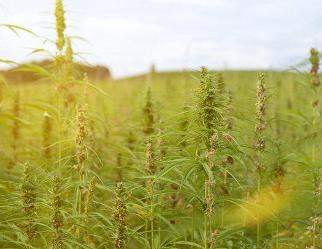 Hanffeld mit Bl&uuml;ten / Medizinisches Cannabis