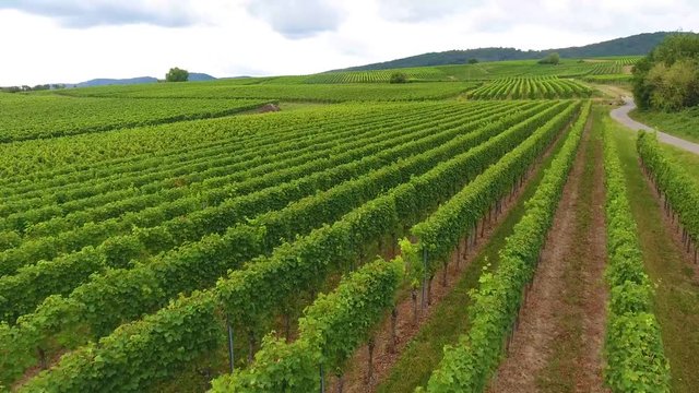 Video von Weinreben steigend