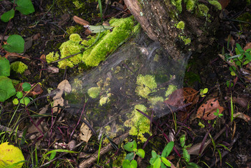 Beautiful Nature of Tropical Forest Moss - Lichen and Spider Web