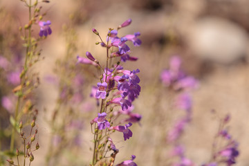 Purple showy penstemon flower Penstemon spectabilis blooms in a wildflower field in Southern California
