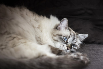 selected focus, cat portrait, bokeh