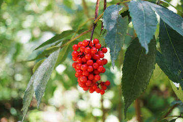 tree with berry rowan