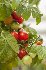 Cherry tomatoes on vine