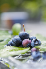 Blueberies with water drops