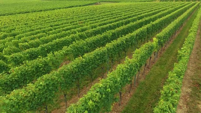 Video Weinreben von oben 