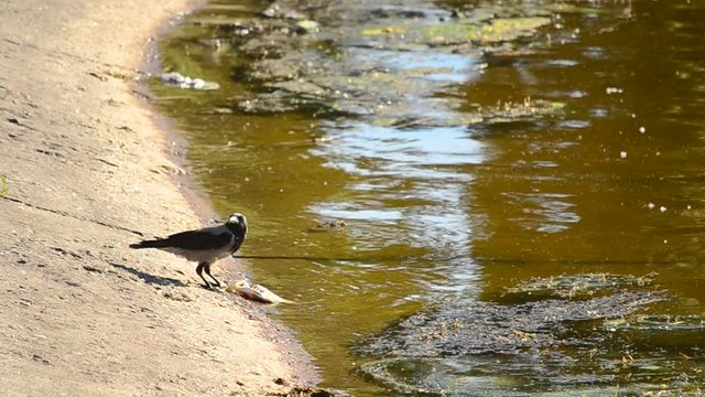 Corvus cornix as a scavenger. Two grey crows on concrete embankment with one of them eating dead fish and the other drinking water
