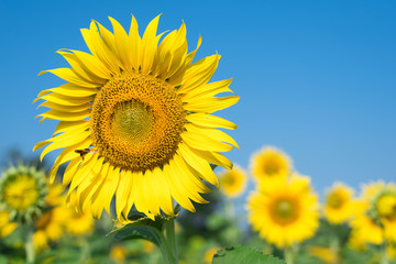 Fototapeta premium Bee with sunflower
