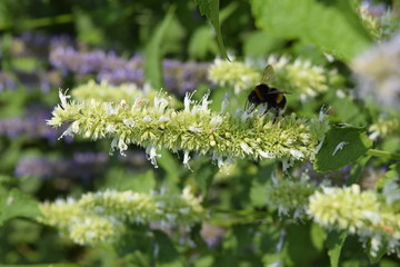 многоколосник, лофант