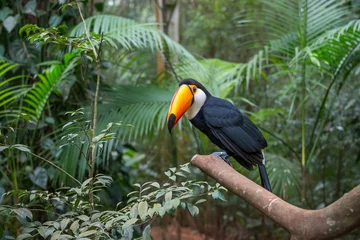 Keuken foto achterwand Toekan Exotische toekan Braziliaanse vogel in de natuur in Foz