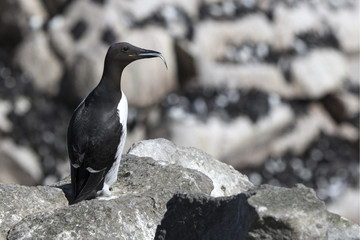 common murre which sits on a cliff on the background of the colo