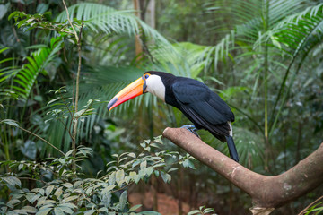 Close up of a giant colorful tucano