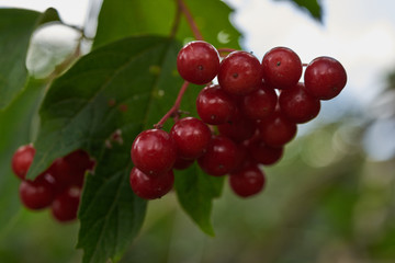 red berries Raspberry on a bush close up