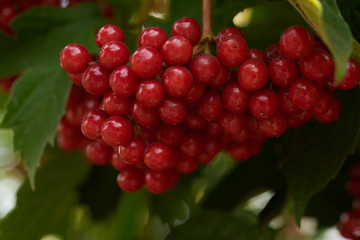 red viburnum on a bush close up