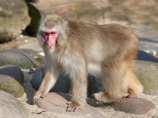 Japanese macaque (Macaca fuscata)