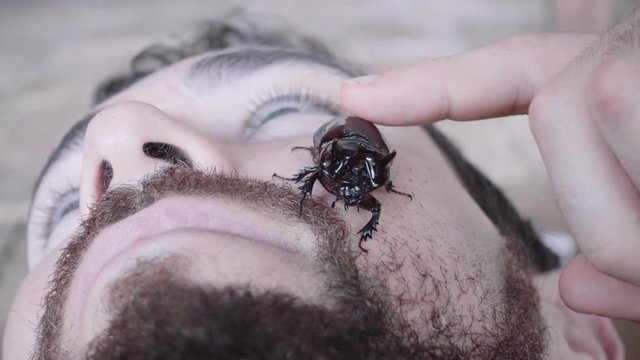 Rhinoceros beetle crawling over the face of a caucasian man. 4k