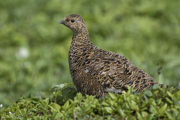 female Rock ptarmigan in a summer dress on a background of green