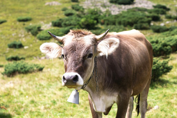 Naklejka na ściany i meble Cow in the mountains landscape. Summer day